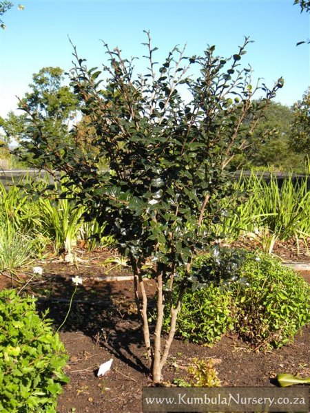 Bladdernut